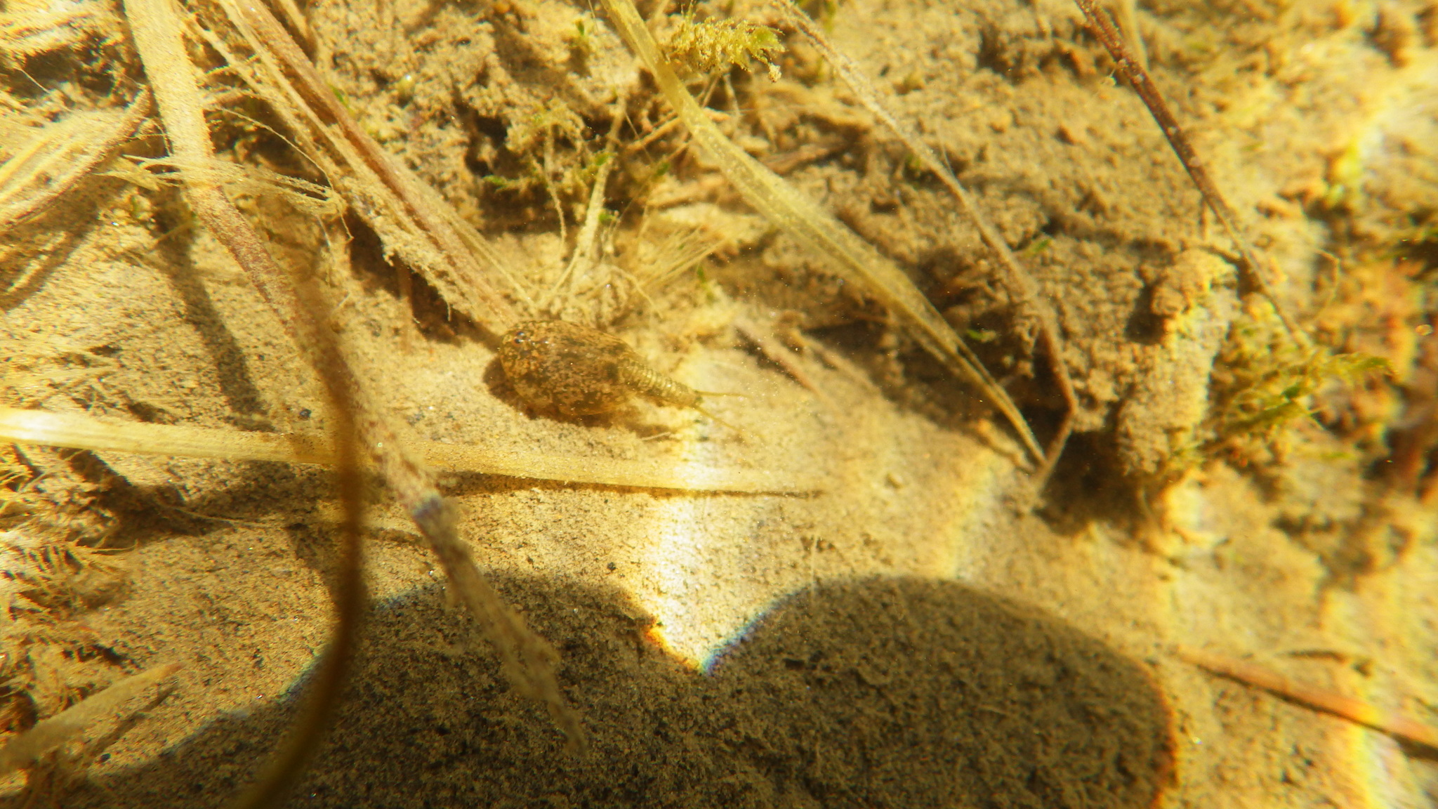 Lepidurus arcticus (Pallas, 1793)