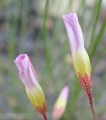Oxalis imbricata
