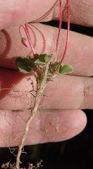 Oxalis imbricata