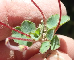 Oxalis imbricata