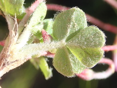Oxalis imbricata