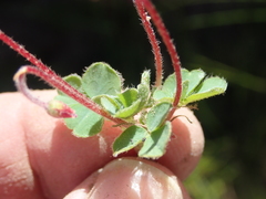 Oxalis imbricata