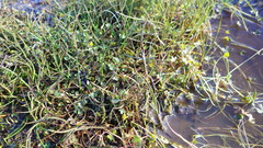 Ranunculus hyperboreus