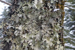Punctelia caseana