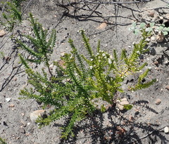 Phylica purpurea floccosa