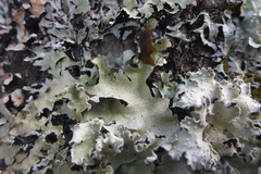 Punctelia caseana