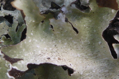 Punctelia caseana