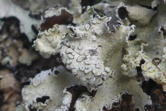 Punctelia caseana