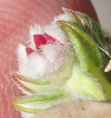 Phylica purpurea floccosa