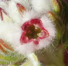 Phylica purpurea floccosa