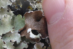 Punctelia caseana