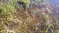 Ranunculus hyperboreus