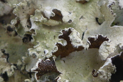 Punctelia caseana