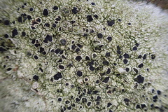 Tephromelataceae