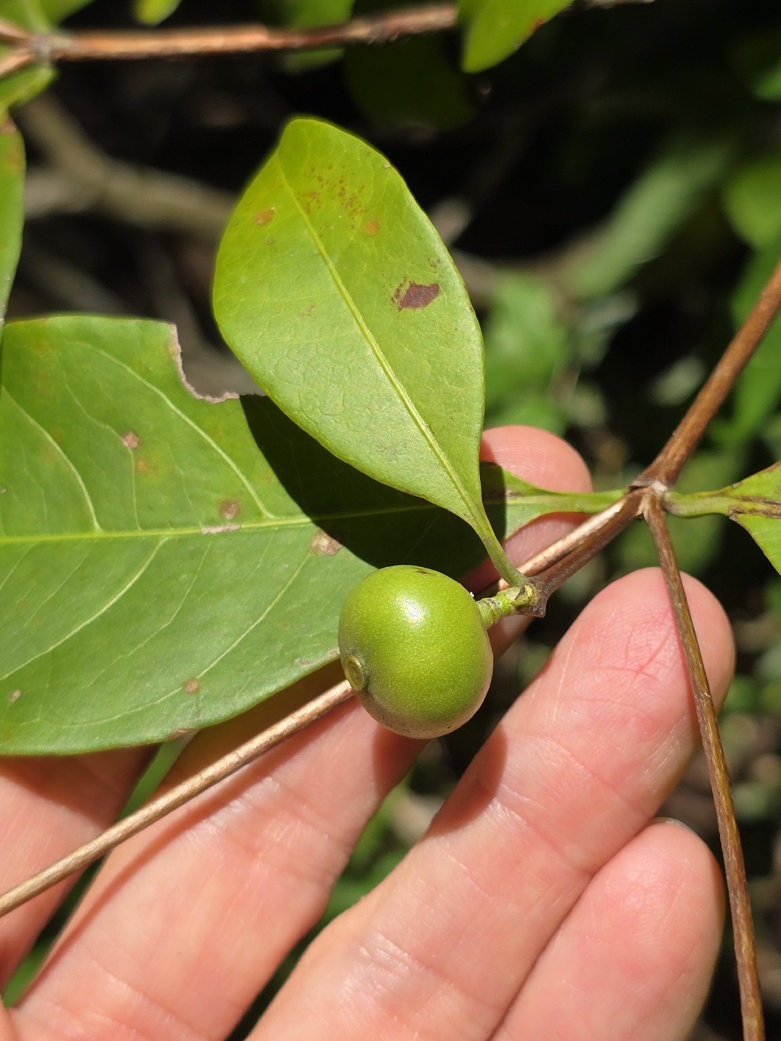 Cordiera sessilis