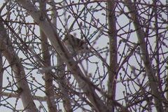 Emberiza leucocephalos