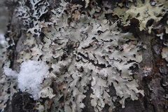 Punctelia caseana