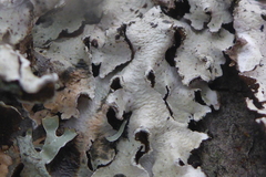 Punctelia caseana