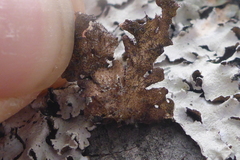 Punctelia caseana