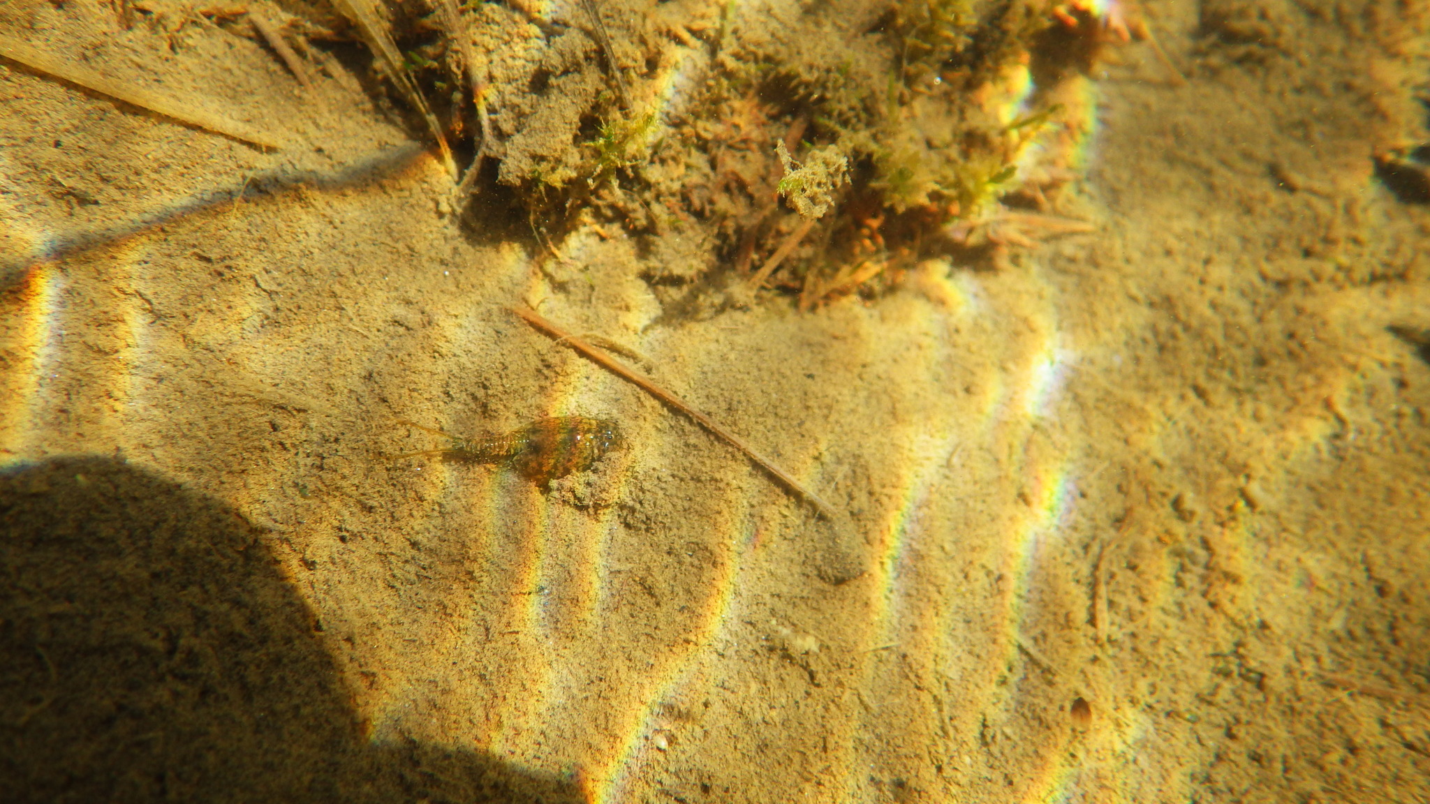 Lepidurus arcticus (Pallas, 1793)