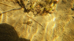 Lepidurus arcticus