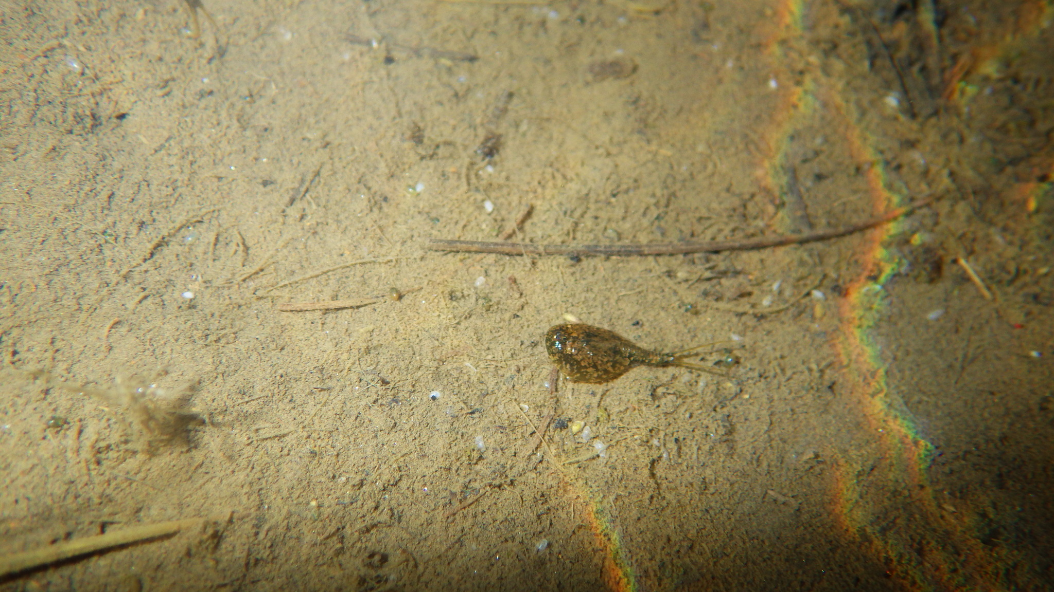 Lepidurus arcticus (Pallas, 1793)