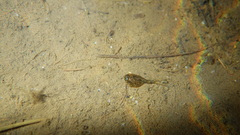 Lepidurus arcticus