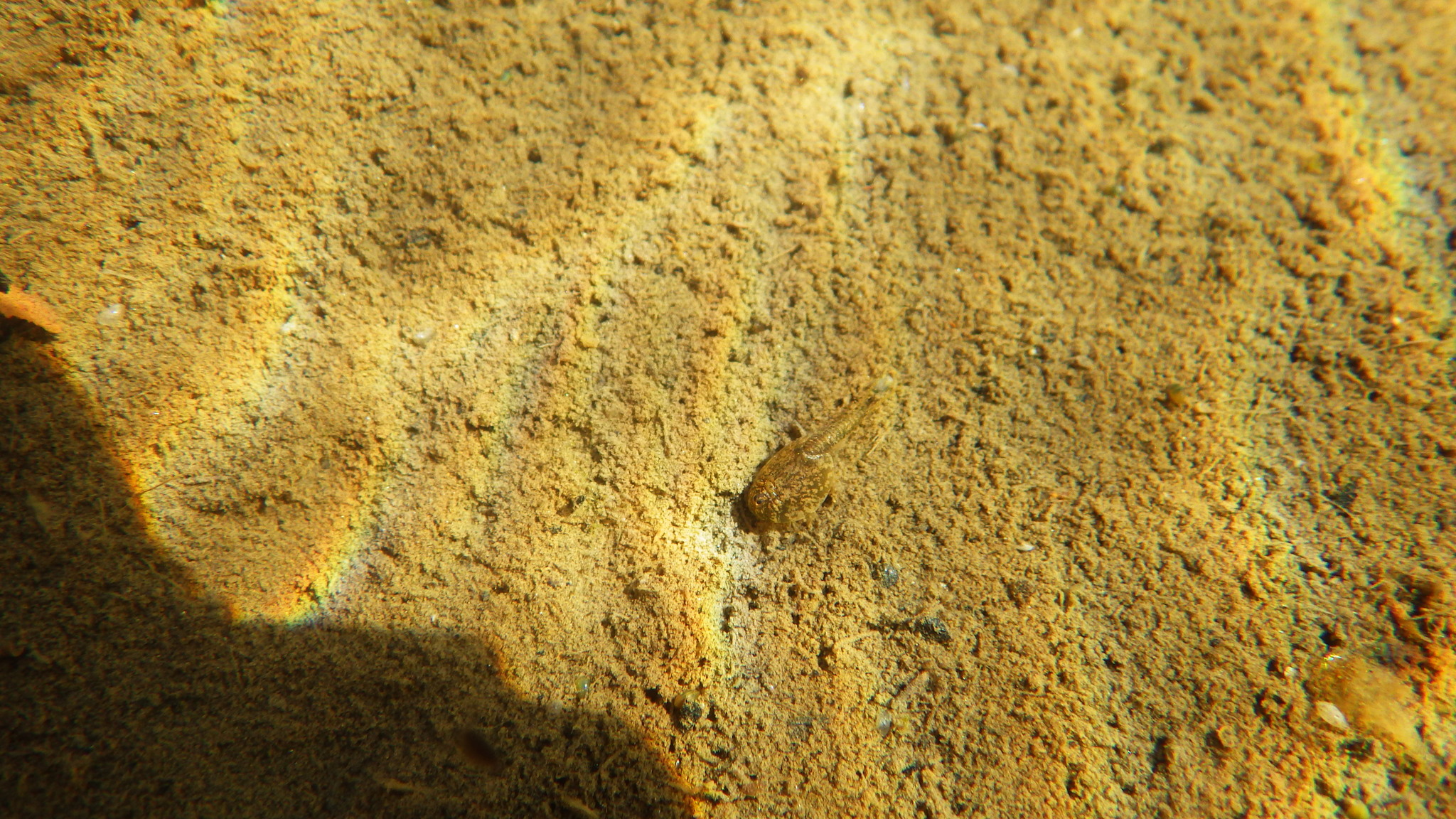 Lepidurus arcticus (Pallas, 1793)