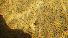 Lepidurus arcticus