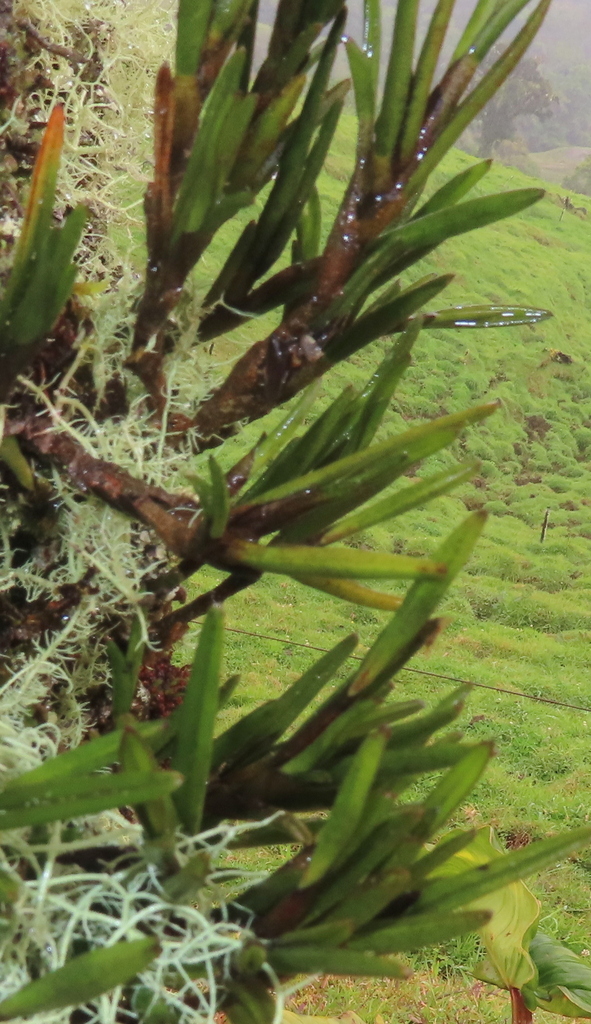 Epidendrum lancilabium Schltr. 4