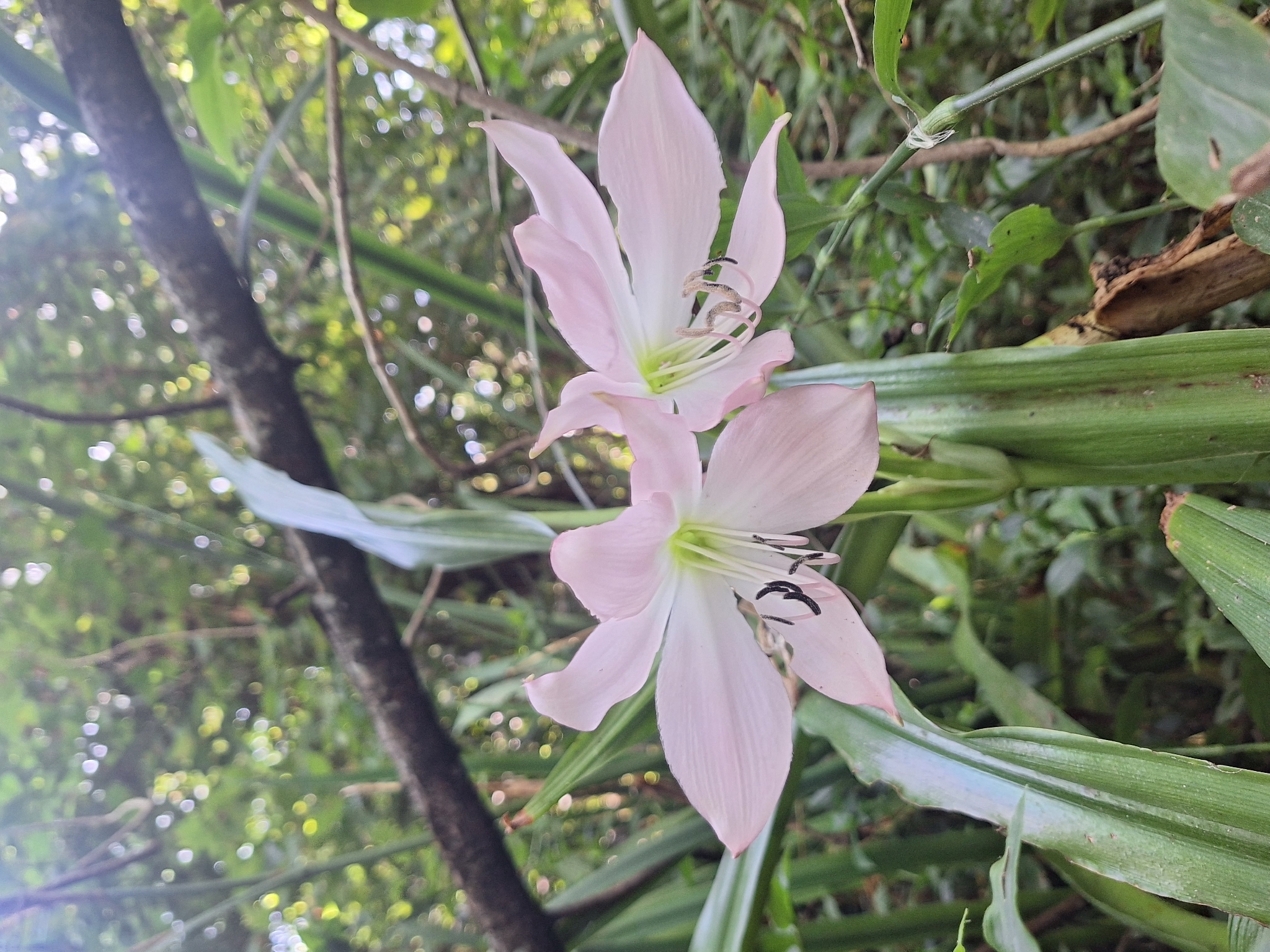 Crinum Moorei (Crinum moorei)