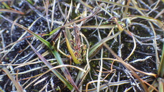 Carex subspathacea