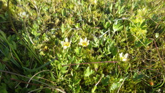 Ranunculus × spitzbergensis