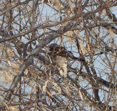 Turdus pilaris