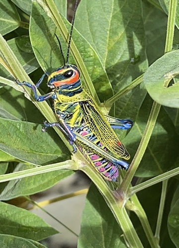 Xestotrachelus robustus