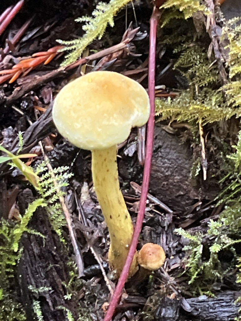 Hypholoma fasciculare · February 2026 · photo: © pynklynx (iNaturalist, CC)