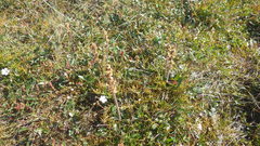 Micranthes hieraciifolia