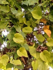 Dioscorea polygonoides