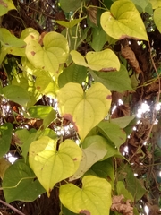 Dioscorea polygonoides