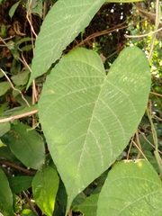 Dioscorea polygonoides