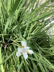 Dietes