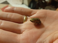 Dermatonotus muelleri