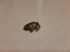 Dermatonotus muelleri