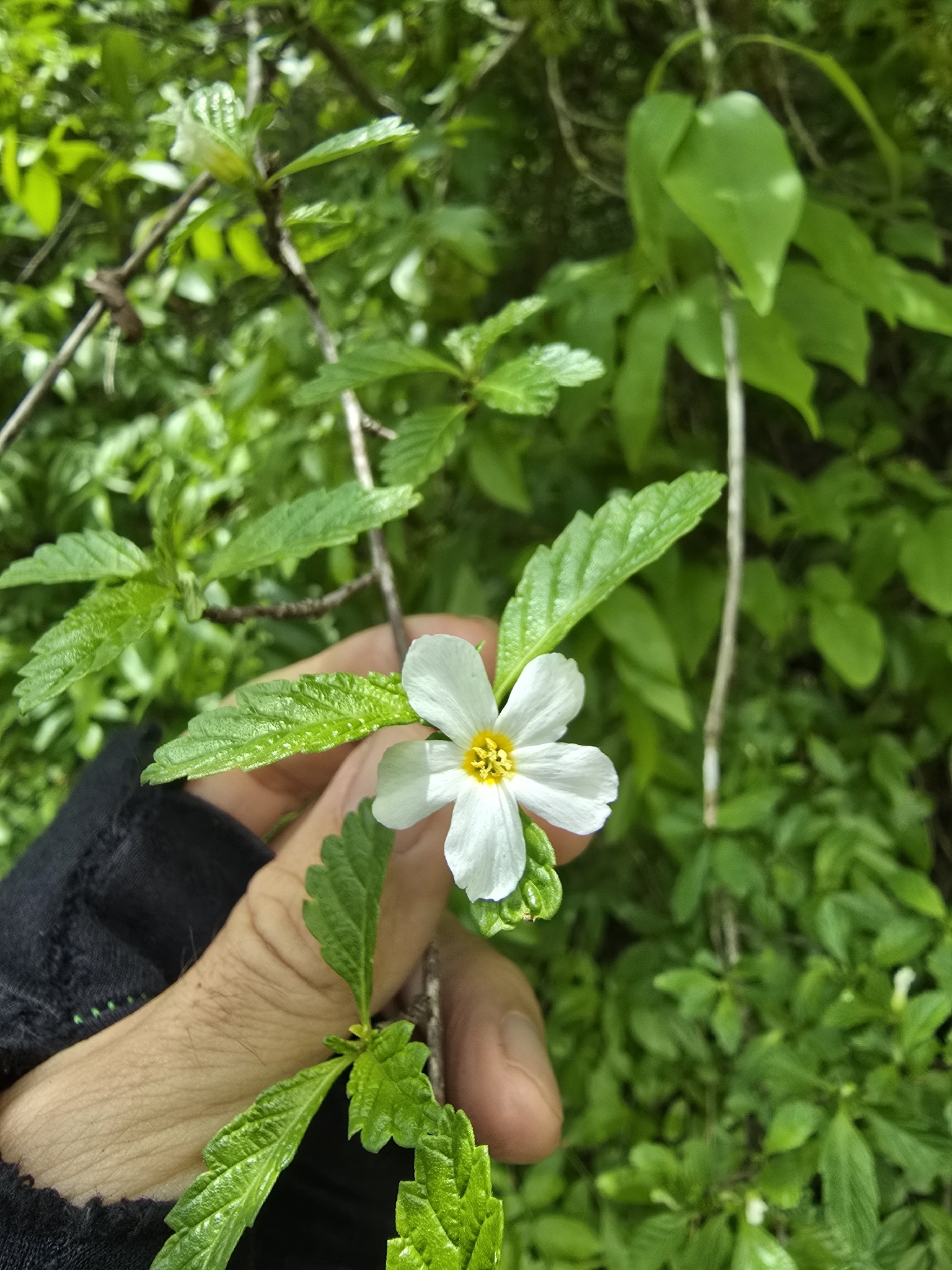 Oxossia calyptrocarpa