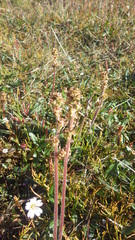 Micranthes hieraciifolia