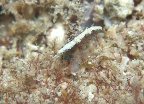 Athanas parvus observed 2026-01-29