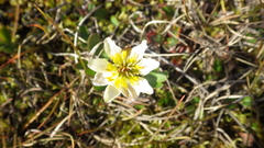Ranunculus × spitzbergensis