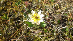 Ranunculus × spitzbergensis