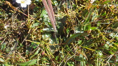 Micranthes hieraciifolia