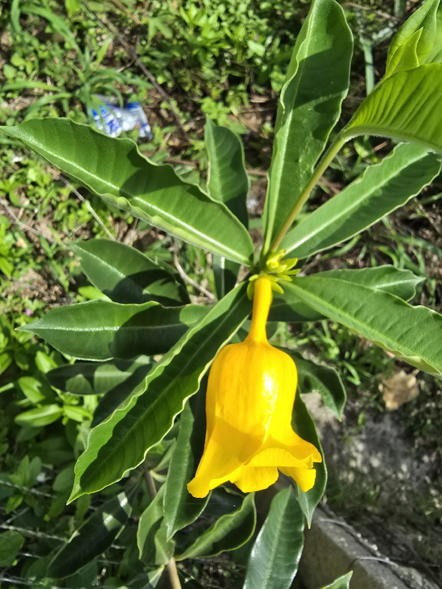 Allamanda doniana Müll.Arg.